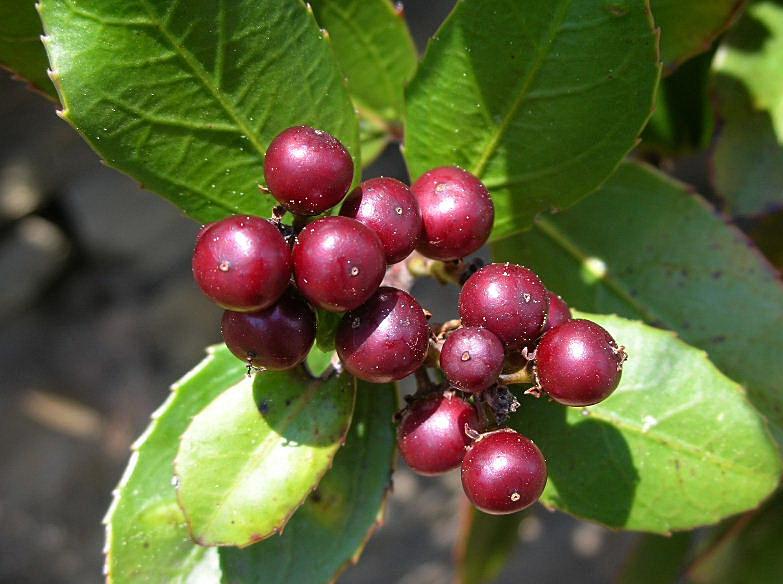 Rhamnus alaternus / Ranno lanterno, Alaterno